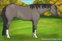 Horse Color:Grullo 