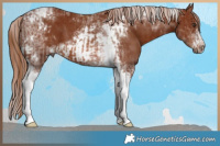 Horse Color:Chestnut Tobiano and Chestnut Tobiano Frame