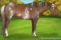Horse Color:White Spotted Liver Chestnut Rabicano 