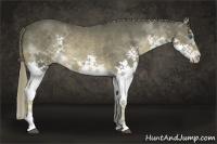 Horse Color:Liver Chestnut Splash 