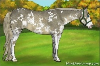 Horse Color:White Spotted Liver Chestnut Splash 