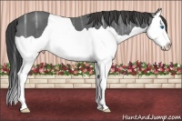 Horse Color:Smoky Black Ice Splash 