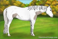 Horse Color:Silver Grullo Roan Splash Tobiano 