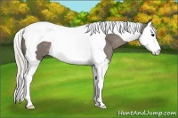 Horse Color:Silver Black Splash Tobiano 