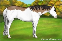 Horse Color:Bay Dun Splash Rabicano 