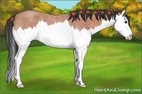 Horse Color:Bay Roan Splash 