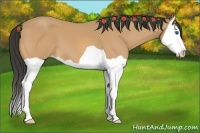 Horse Color:Buckskin Splash 