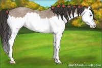 Horse Color:Buckskin Roan Splash 