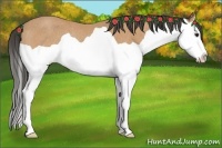 Horse Color:Buckskin Splash Rabicano