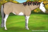 Horse Color:Bay Dun Splash