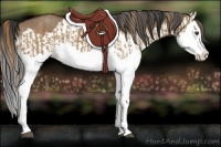 Horse Color:Red Dun Splash  and Bay Dun Splash 