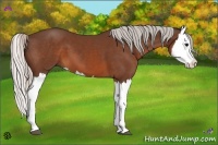 Horse Color:Silver Brown Splash