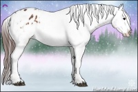 Horse Color:Brown Appaloosa