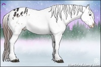 Horse Color:Brown Appaloosa