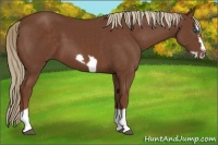 Horse Color:Chestnut Splash Frame