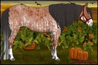 Horse Color:White Spotted Bay Splash  and Bay Roan Splash 