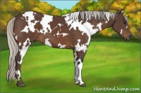 Horse Color:White Spotted Silver Bay 