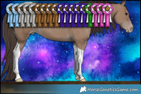 Horse Color:Classic Champagne Tobiano