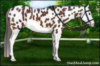 Horse Color:Brown Splash Leopard 