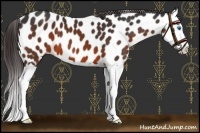 Horse Color:Brown Splash Appaloosa 
