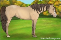 Horse Color:Sable Cream Champagne