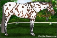 Horse Color:Brown Near Leopard 