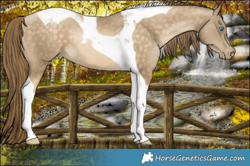 Horse Color:Brown Snowdrop Tobiano 