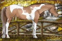 Horse Color:Brown Pearl Tobiano