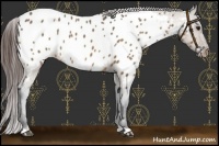 Horse Color:Brown Dun Near Leopard 