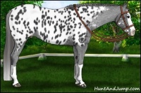 Horse Color:Black Splash Near Leopard 