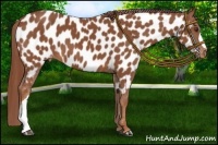 Horse Color:Chestnut Near Leopard 