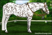 Horse Color:Silver Black Appaloosa 