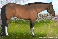 Horse Color:Buckskin 