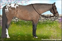 Horse Color:Buckskin Appaloosa
