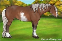 Horse Color:White Spotted Silver Bay Splash 
