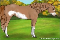 Horse Color:Chestnut Splash Frame