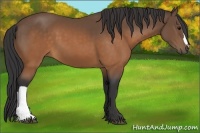 Horse Color:Buckskin 