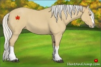 Horse Color:Silver Buckskin Roan Splash 