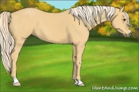 Horse Color:Palomino 