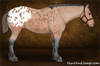 Horse Color:Bay Roan Appaloosa