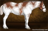 Horse Color:White Spotted Silver Bay 