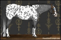 Horse Color:Blue Roan Splash Near Leopard Rabicano 