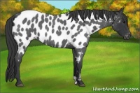 Horse Color:Blue Roan Appaloosa