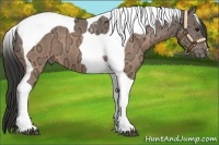Horse Color:Buckskin Ice Tobiano 