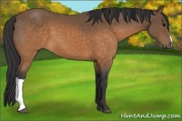 Horse Color:Buckskin 