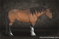 Horse Color:Buckskin 