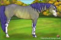 Horse Color:Watercolor Bay Sabino Rabicano 