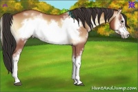 Horse Color:White Spotted Buckskin Onyx Frame 