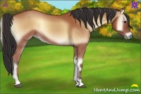 Horse Color:Buckskin Onyx Sabino Rabicano 