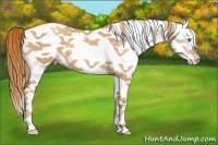 Horse Color:White Spotted Gold Champagne Splash 